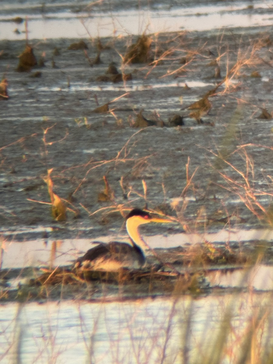 Western Grebe - ML639504585