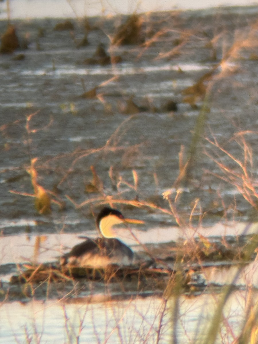 Western Grebe - ML639504586