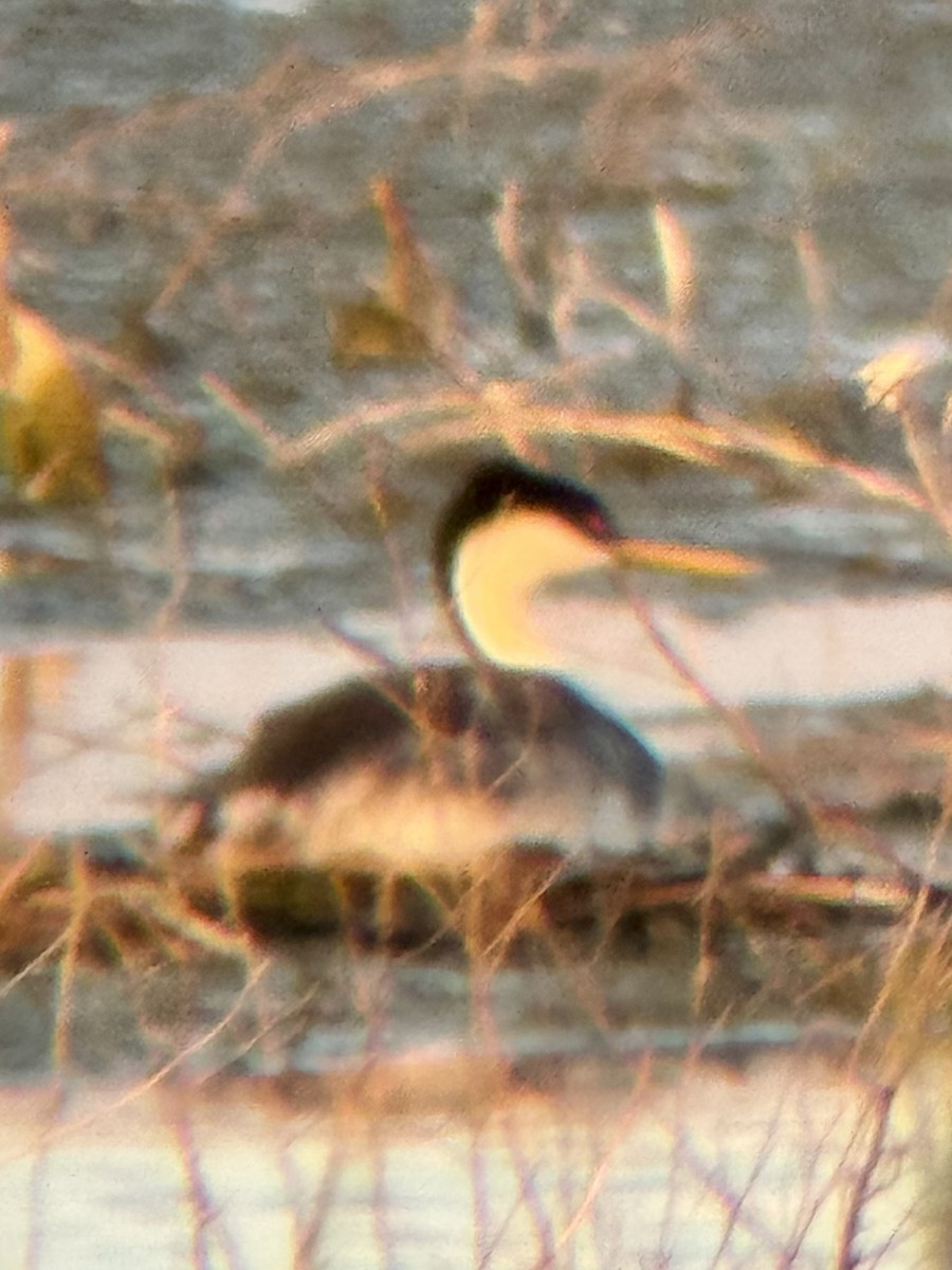 Western Grebe - ML639504649