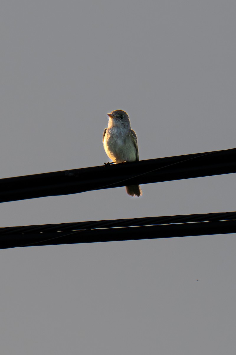 Willow Flycatcher - ML639504757