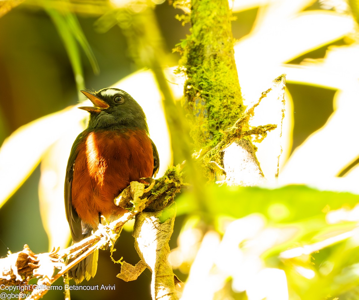 Chestnut-bellied Chat-Tyrant - ML639504792