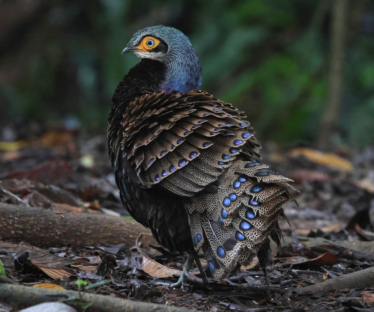 Bornean Peacock-Pheasant - ML639504858