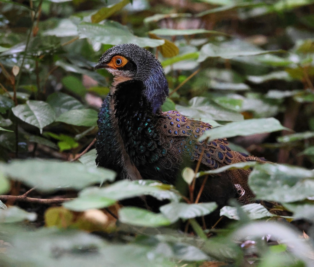 Bornean Peacock-Pheasant - ML639504868