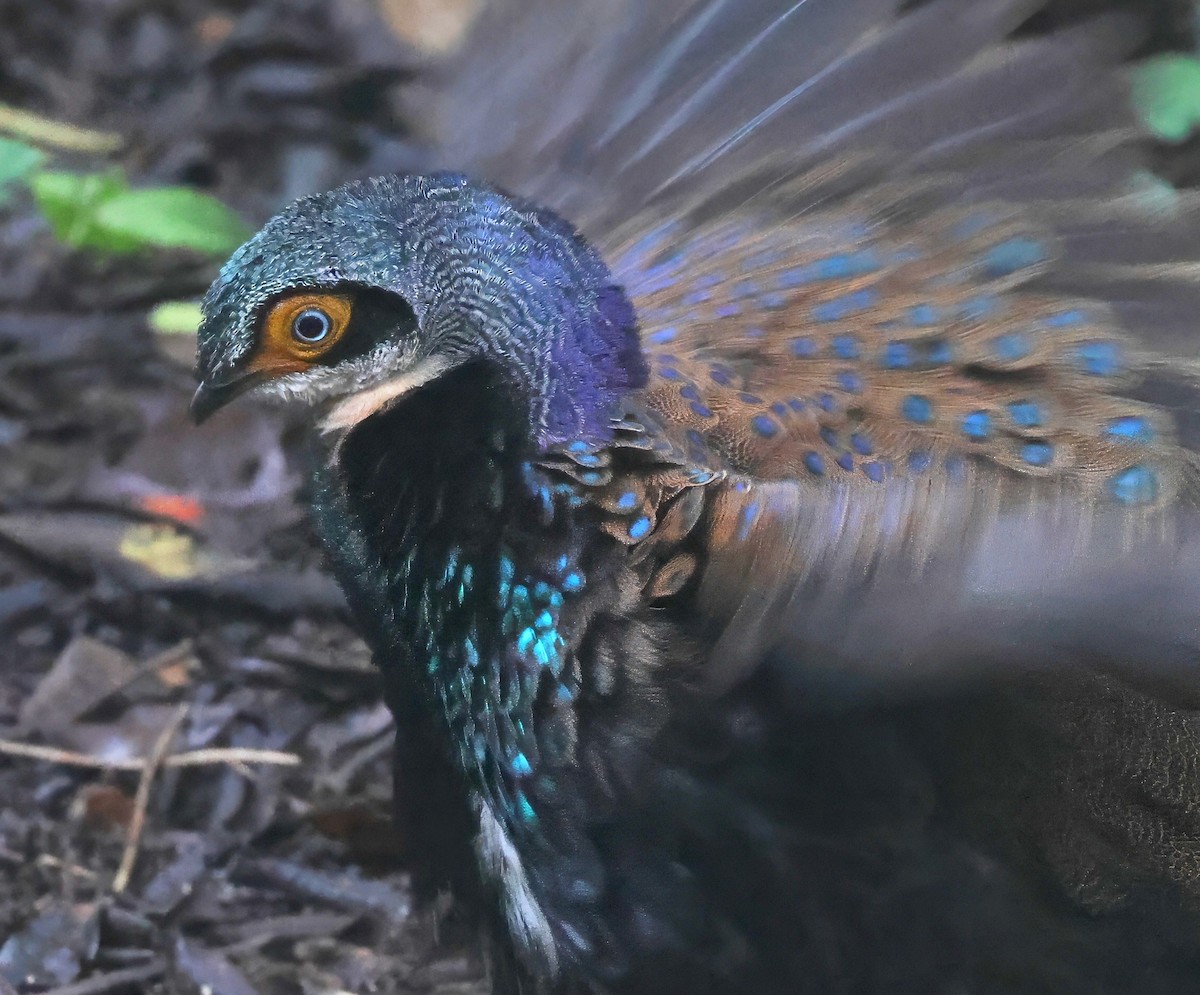 Bornean Peacock-Pheasant - ML639504879