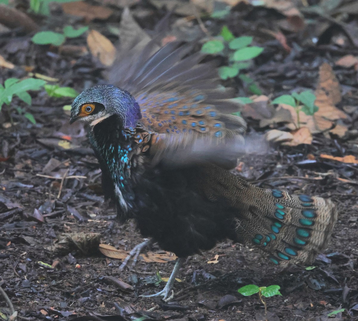 Bornean Peacock-Pheasant - ML639504888