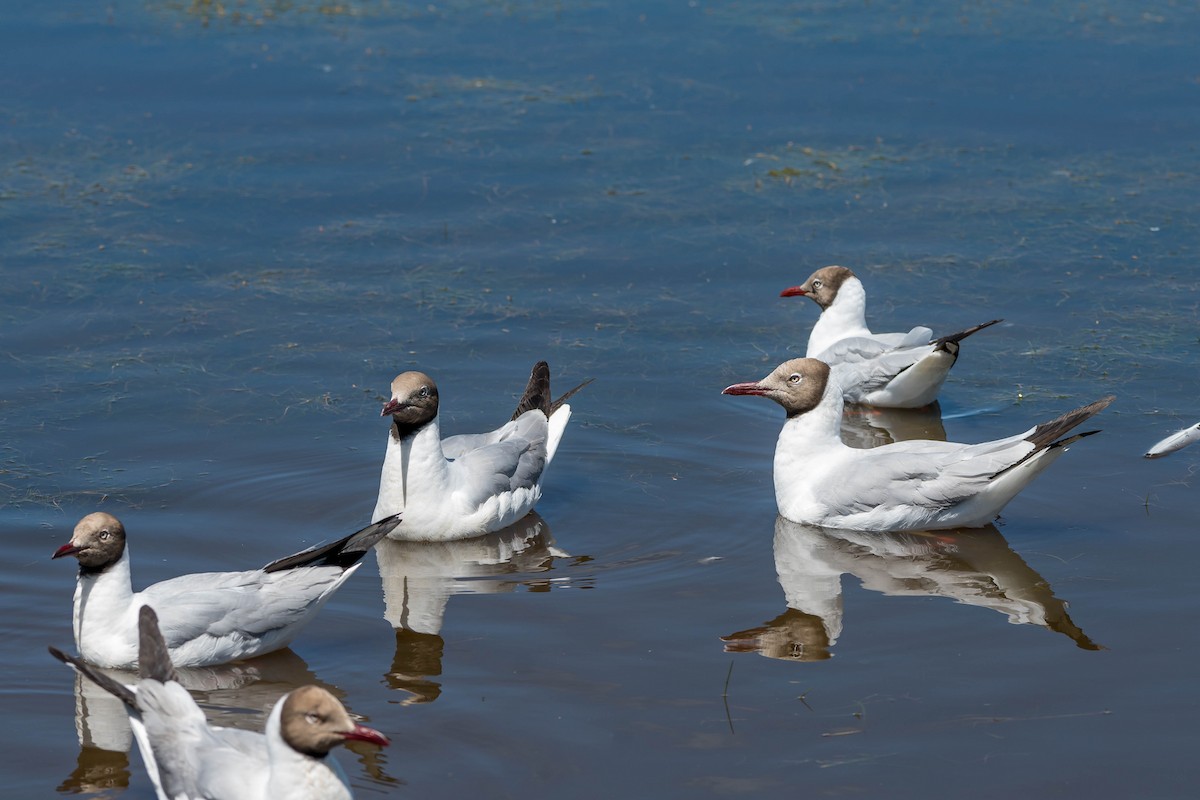 Brown-headed Gull - ML639504963