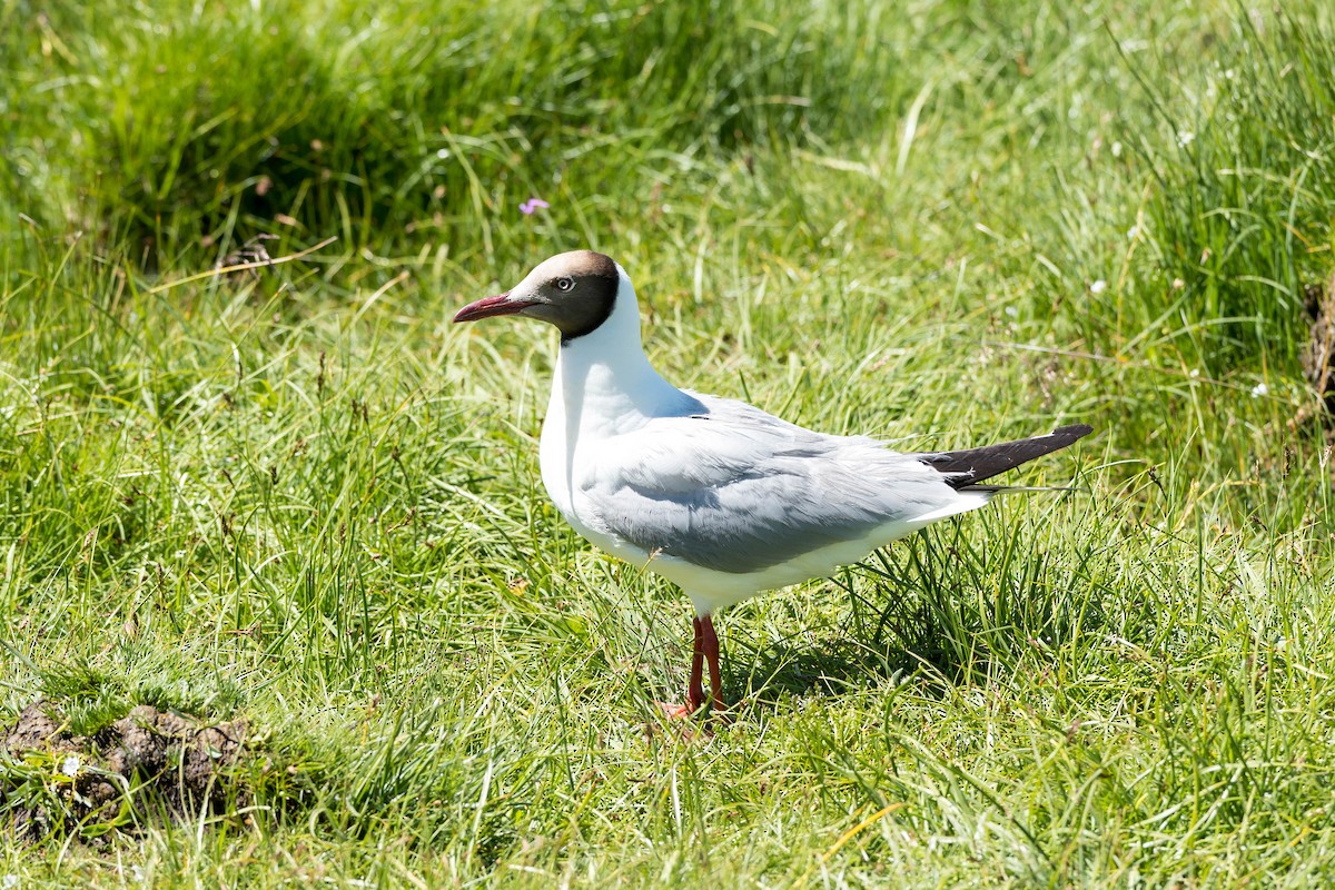 Brown-headed Gull - ML639504964