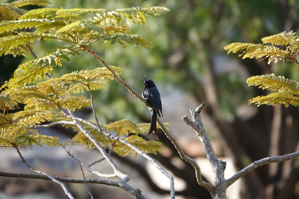 Crested Drongo (Madagascar) - ML639505025
