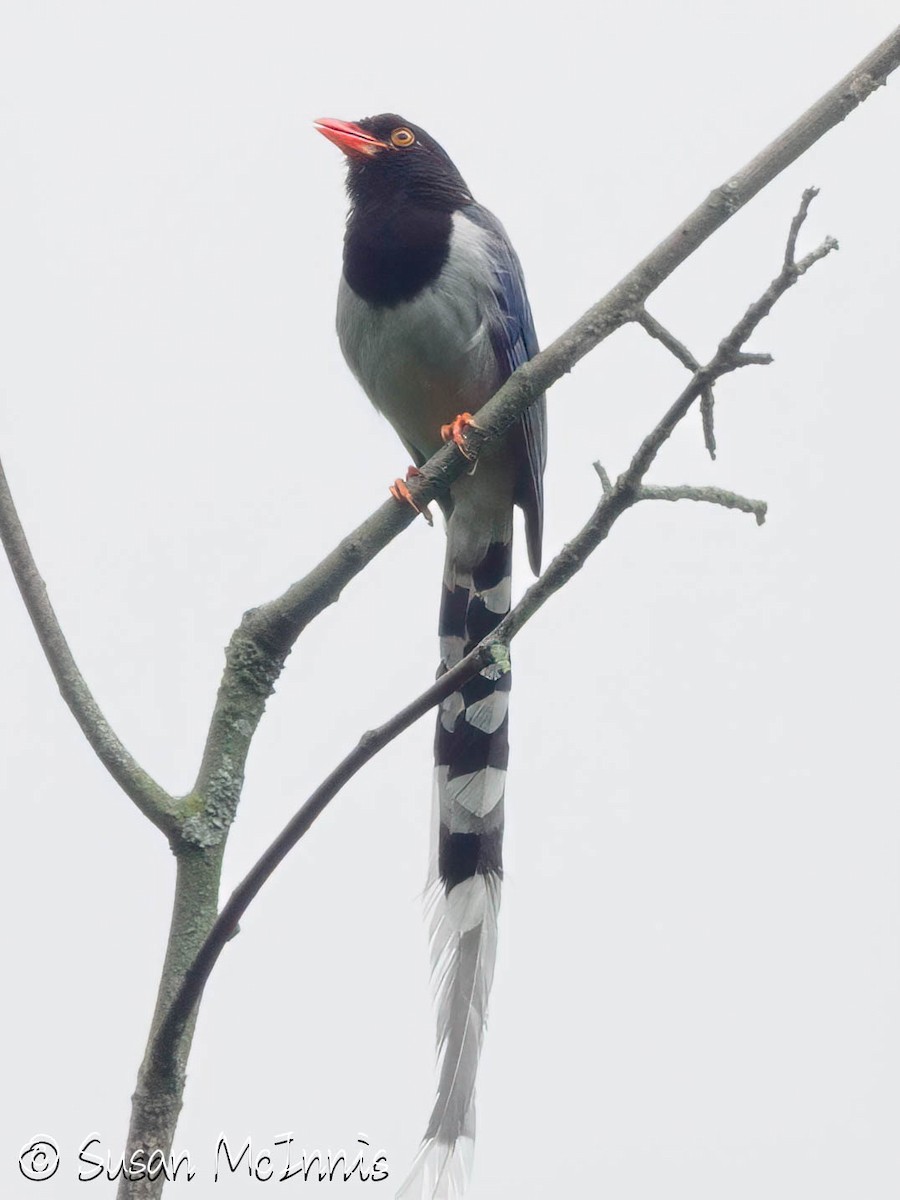 Pirolle à bec rouge - ML639505105