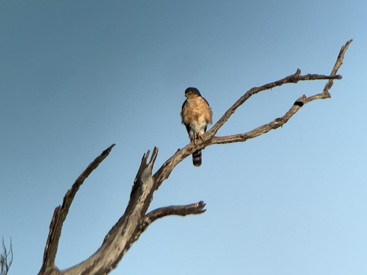 Rufous-breasted Sparrowhawk (Rufous-breasted) - ML639505155