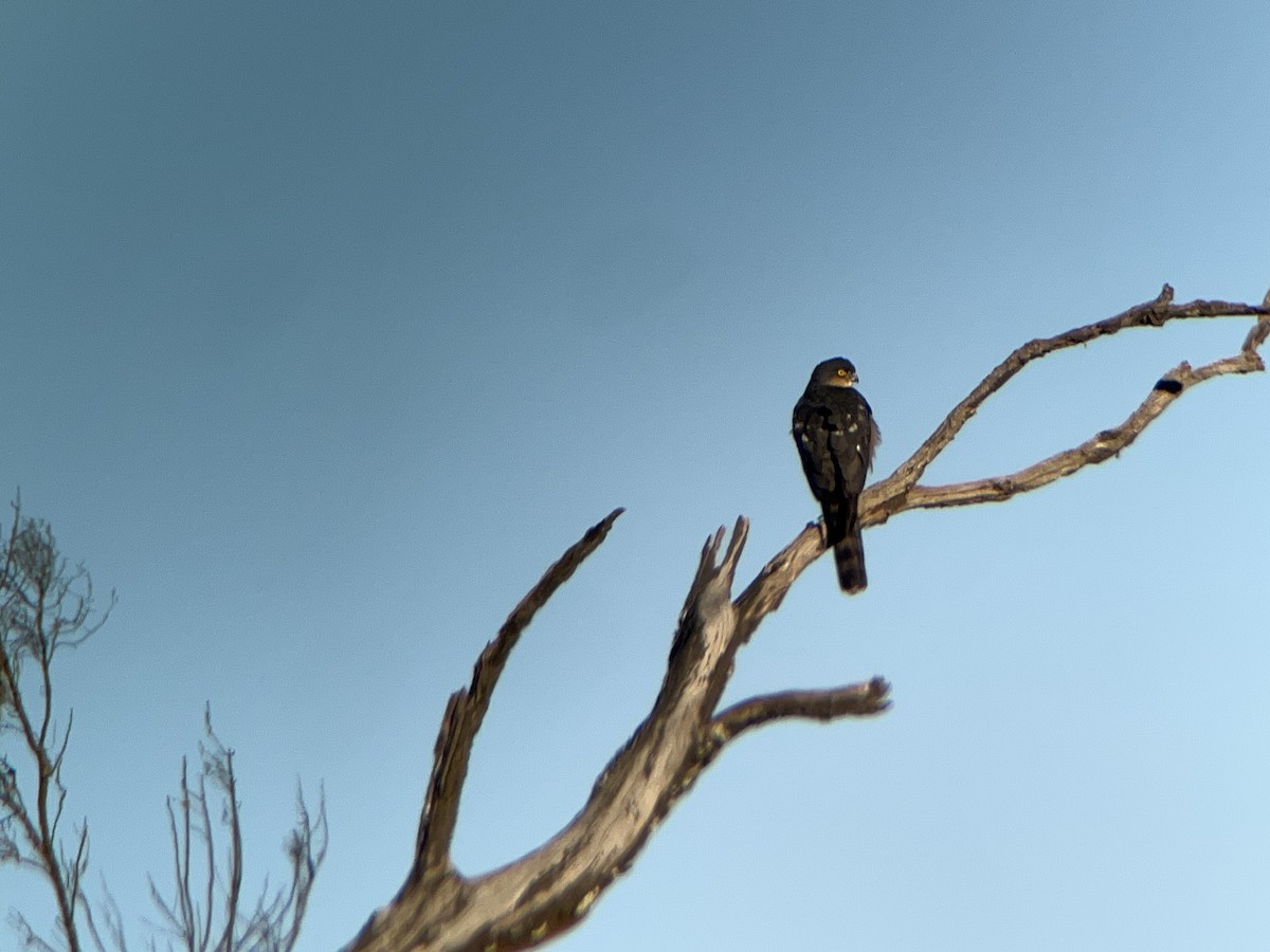 Rufous-breasted Sparrowhawk (Rufous-breasted) - ML639505163