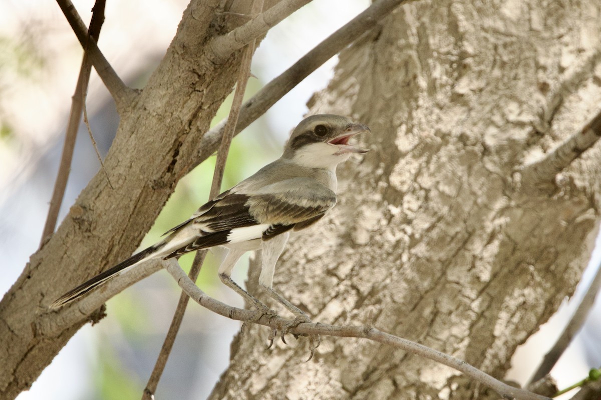 Great Gray Shrike (Arabian) - ML639505183