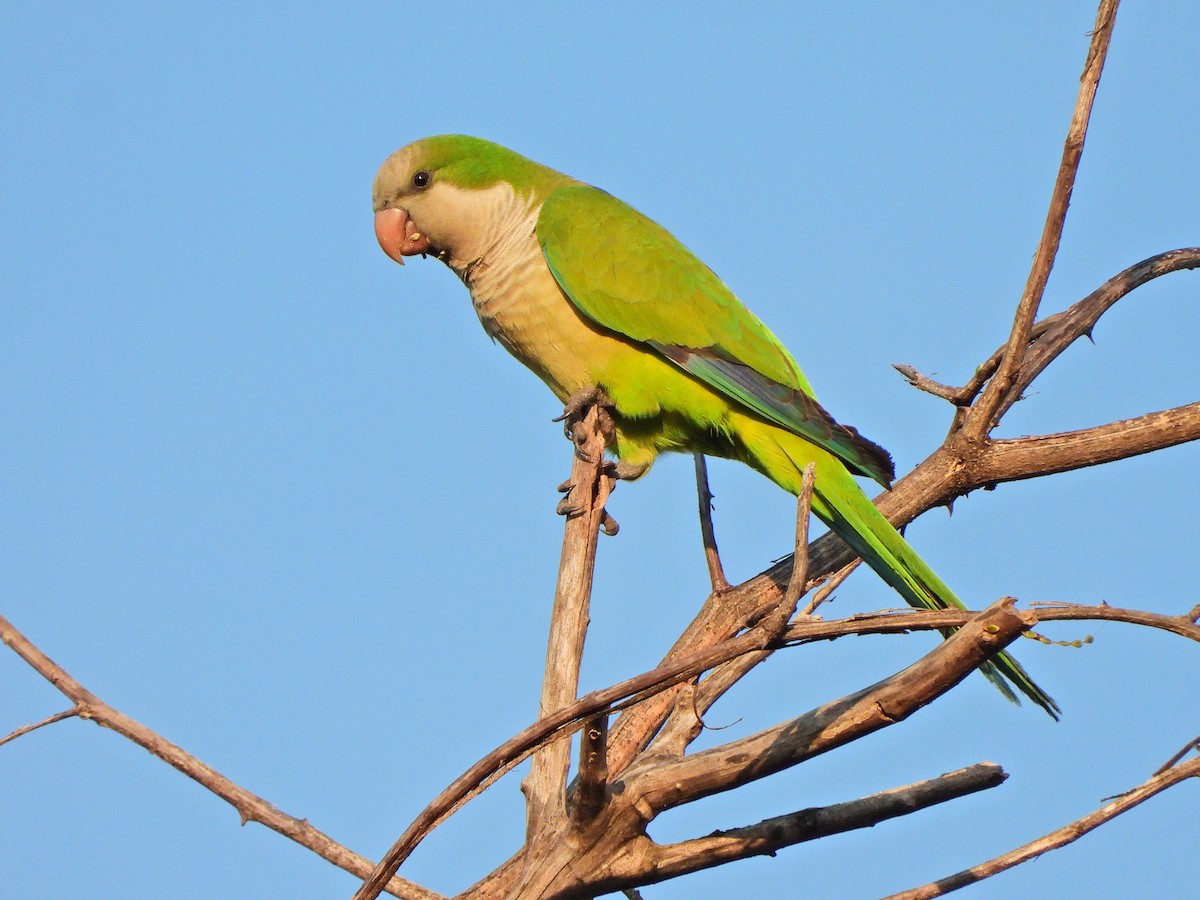 Monk Parakeet - ML639505207