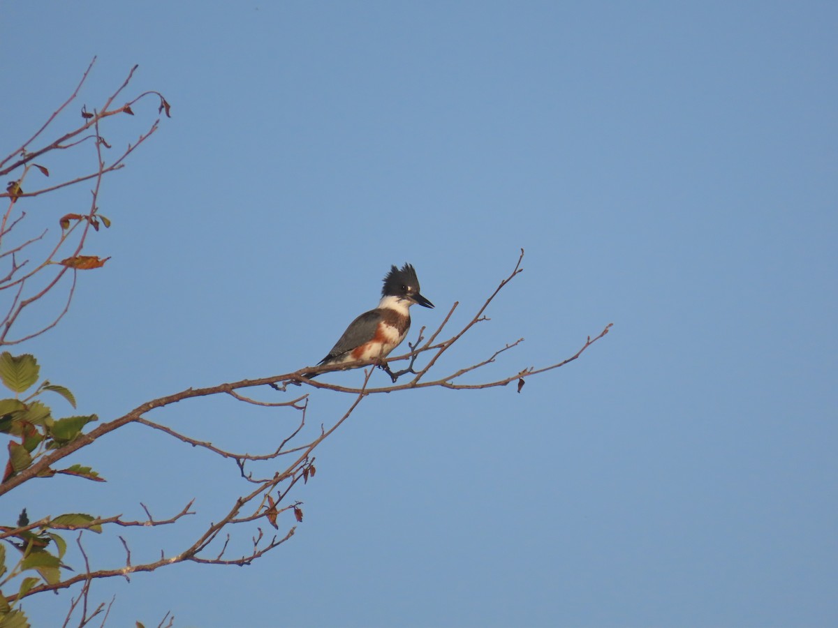 Belted Kingfisher - ML639505226