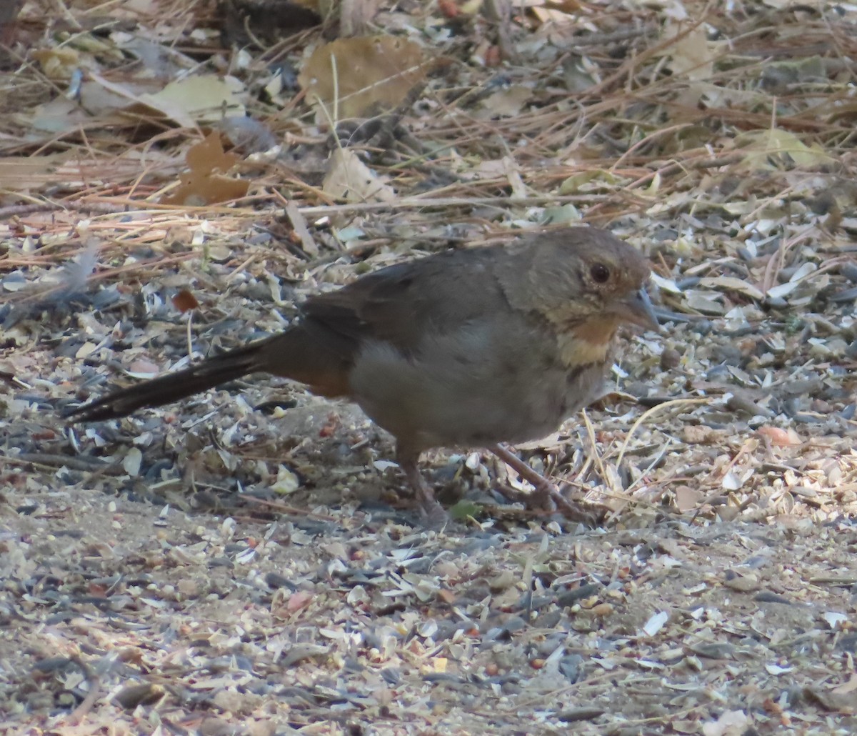 California Towhee - ML639505279
