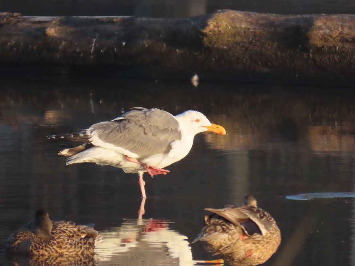 Western Gull - ML639505302