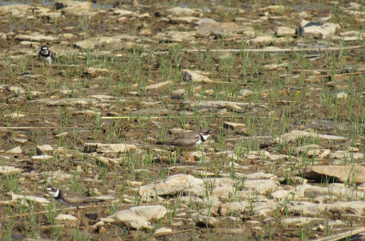 Semipalmated Plover - ML639505329