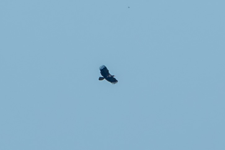 White-tailed Eagle - ML639505353