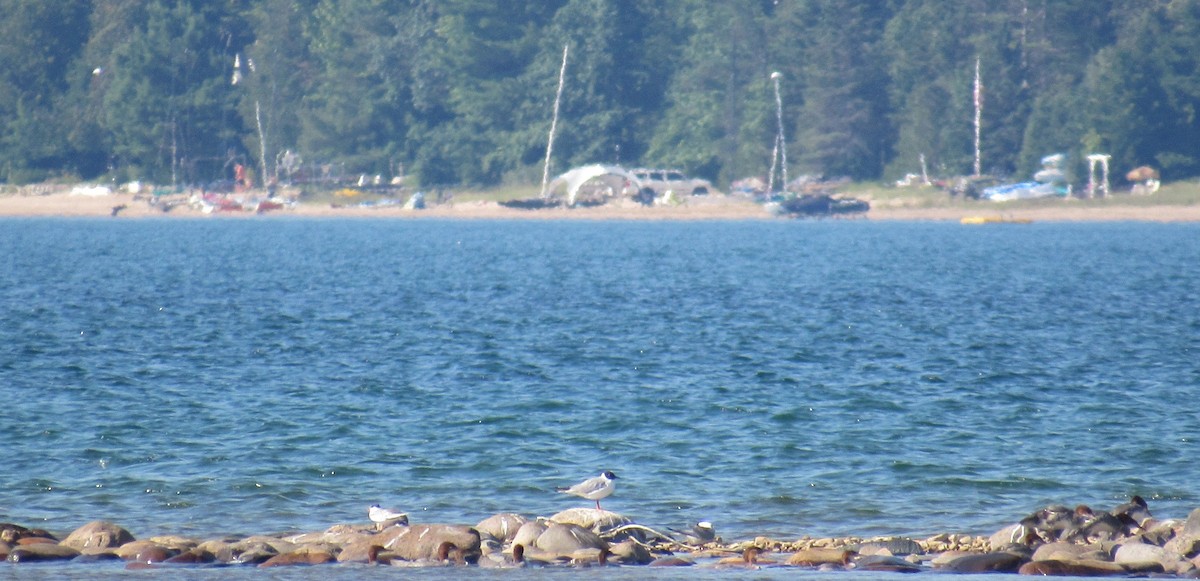 Bonaparte's Gull - ML639505395
