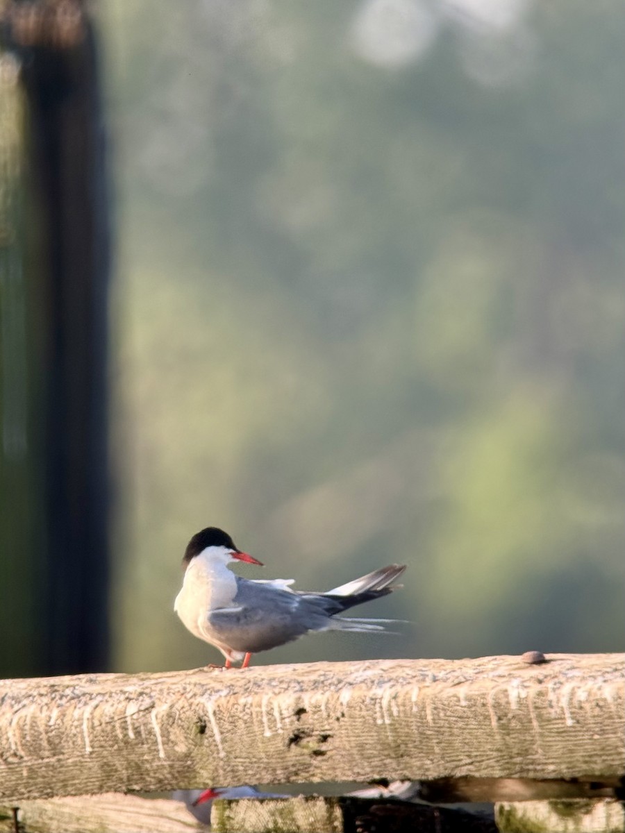 Common Tern - ML639505422