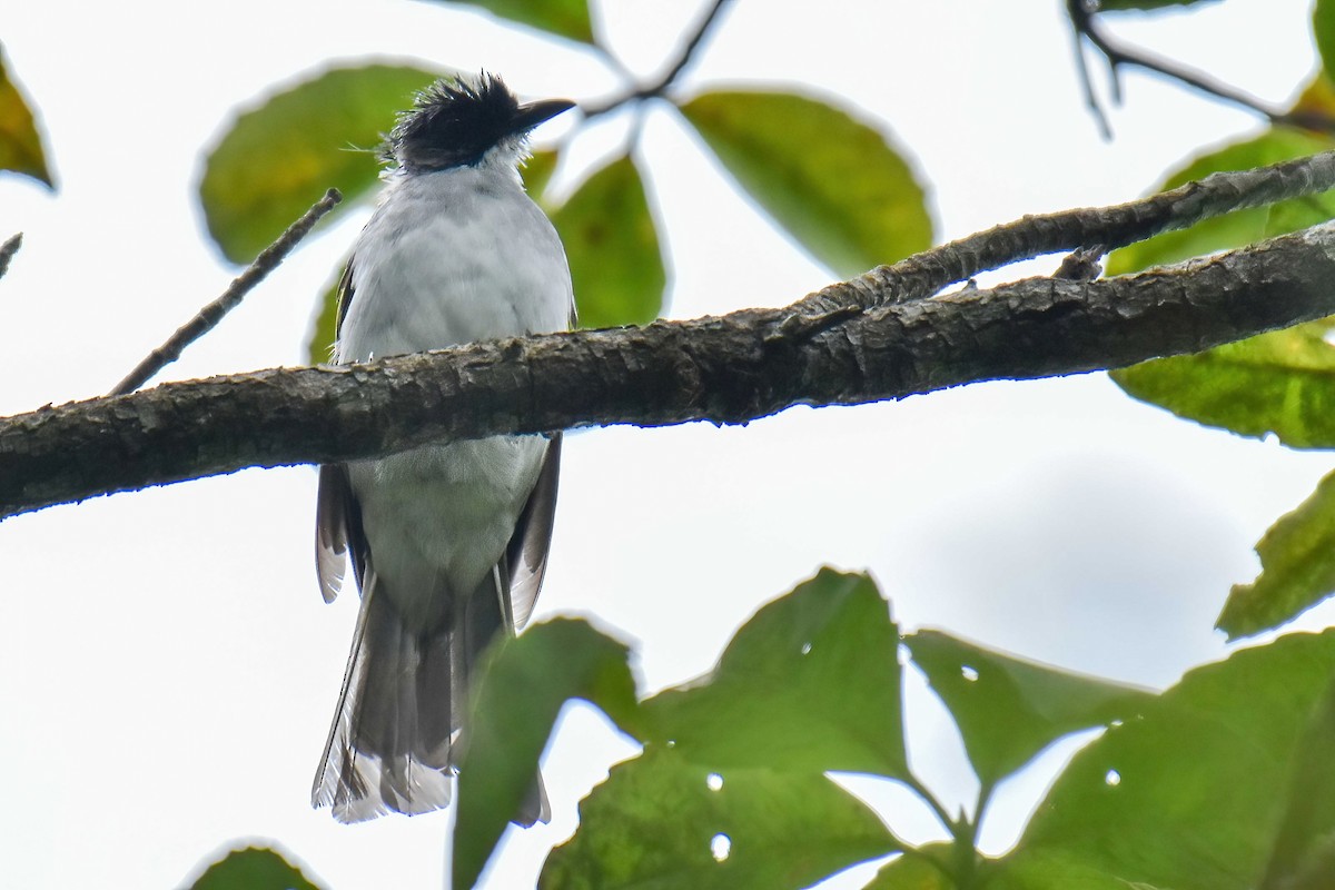 Ashy Bulbul - ML639505456