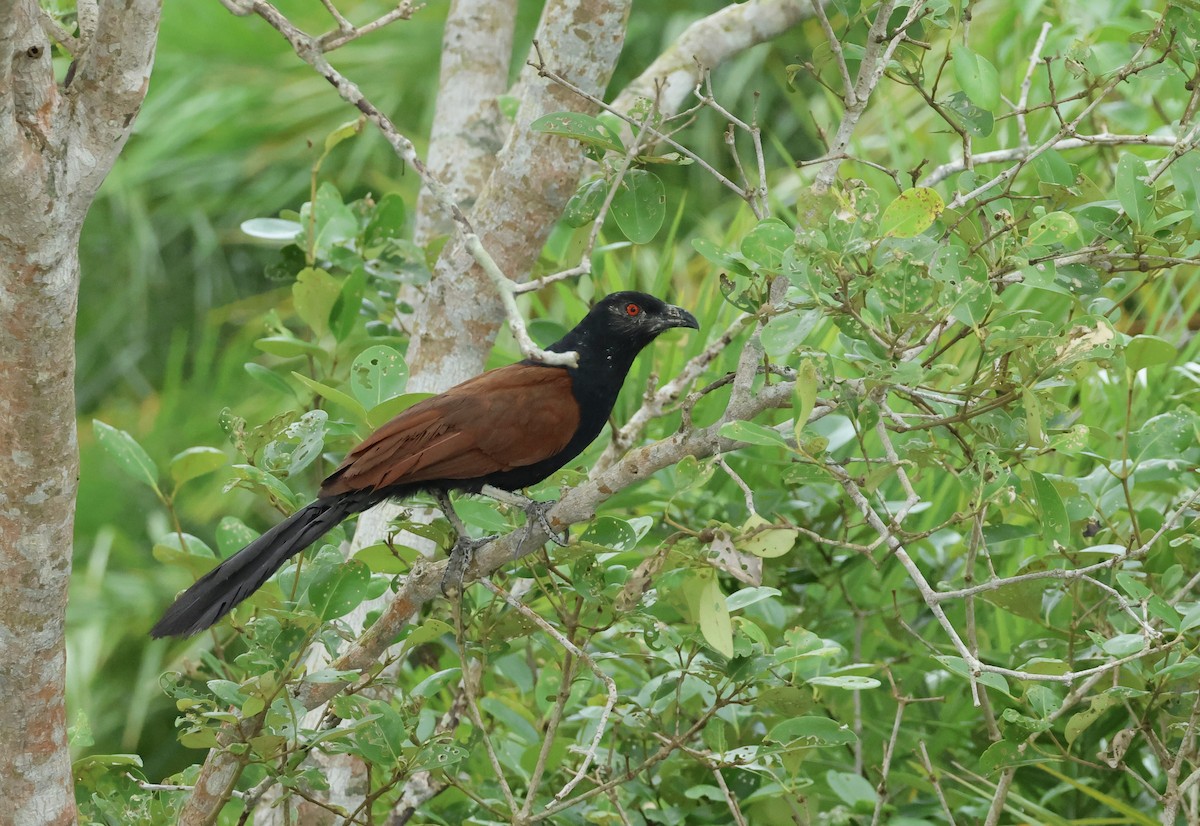 Greater Coucal - ML639505484