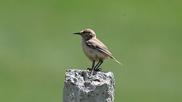 Ground Tit - ML639505500