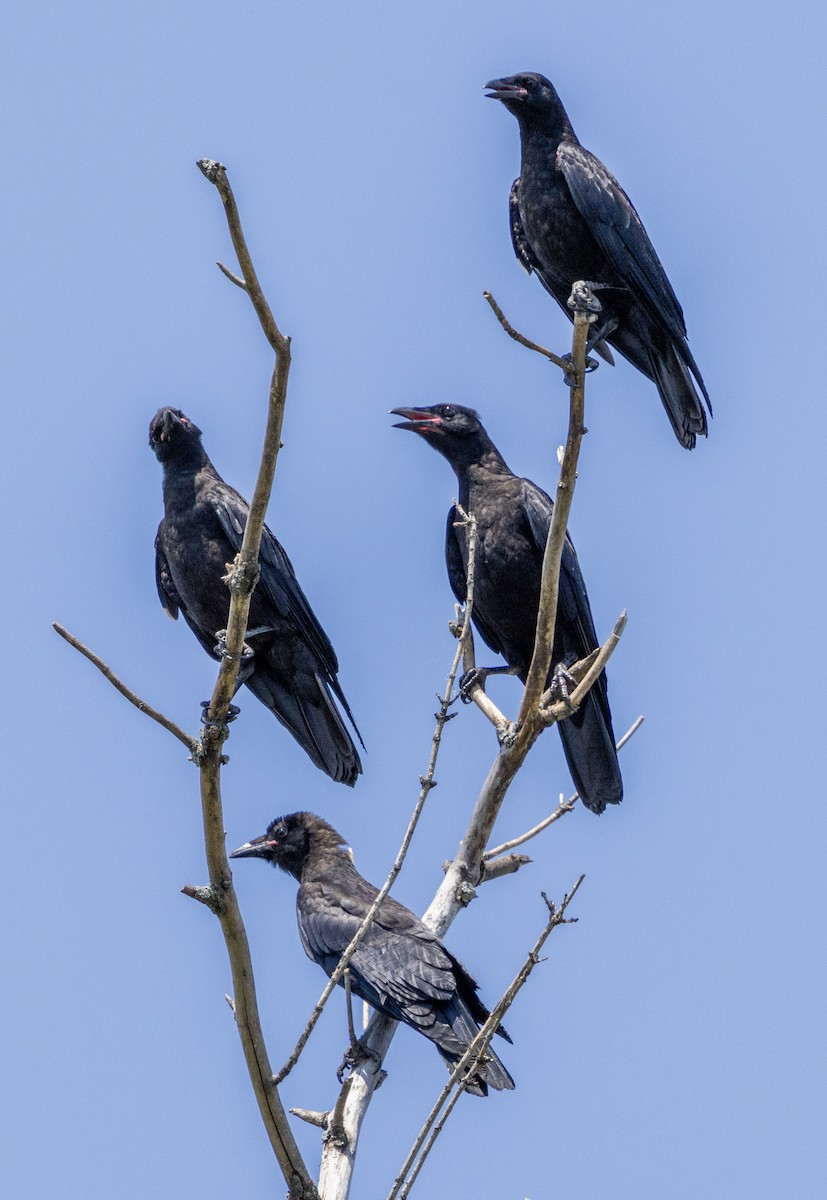 Fish Crow - ML639505587