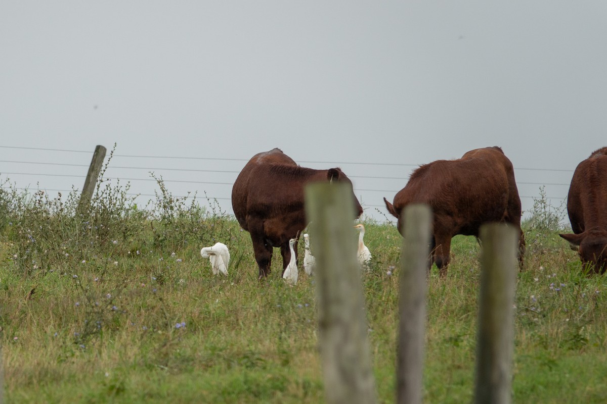 volavka rusohlavá - ML639505663