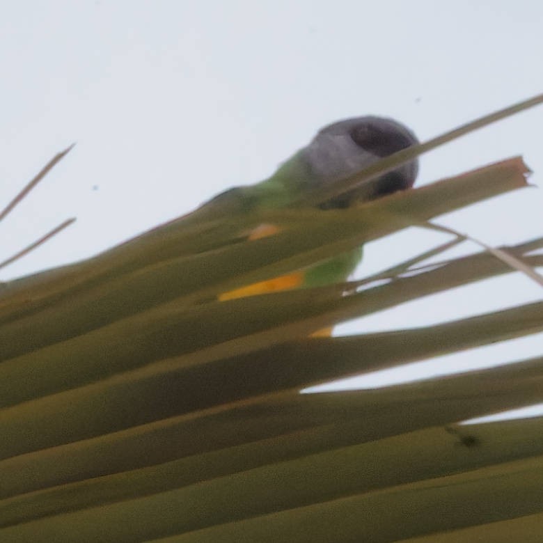 Senegal Parrot - ML639505809
