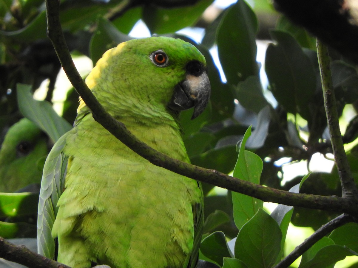Yellow-naped Parrot - Fernanda Ramos