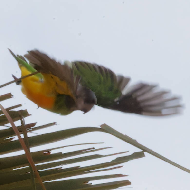 Senegal Parrot - ML639505810