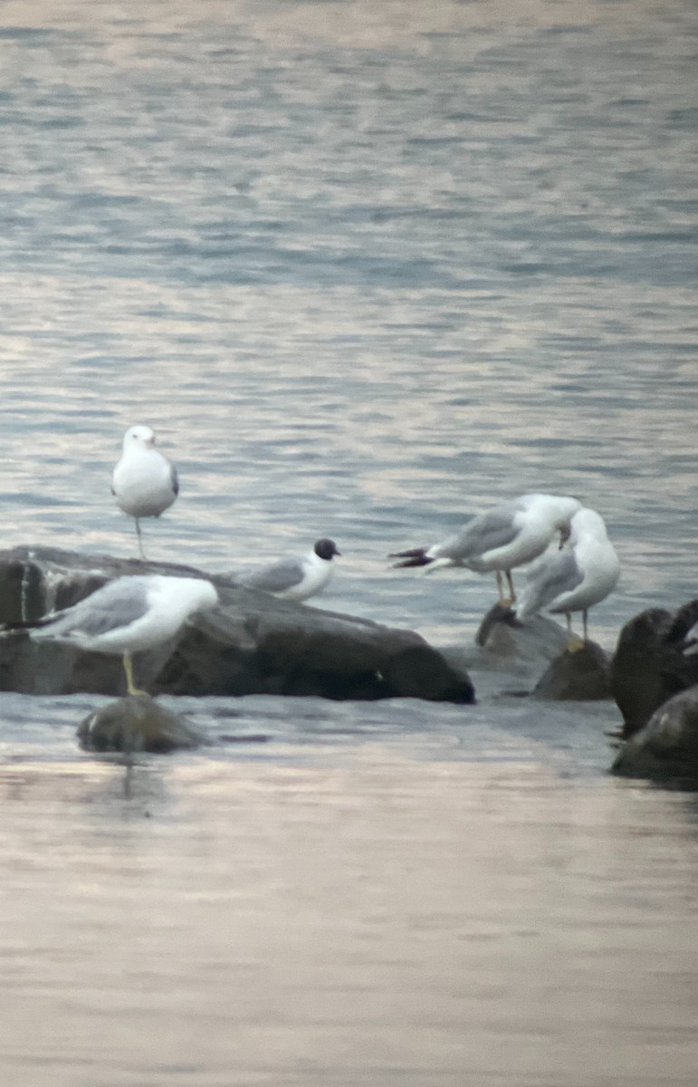 Bonaparte's Gull - ML639505816