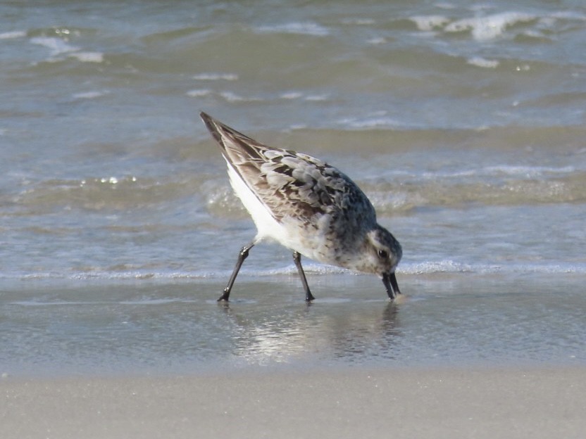 Sanderling - Ruth Bergstrom