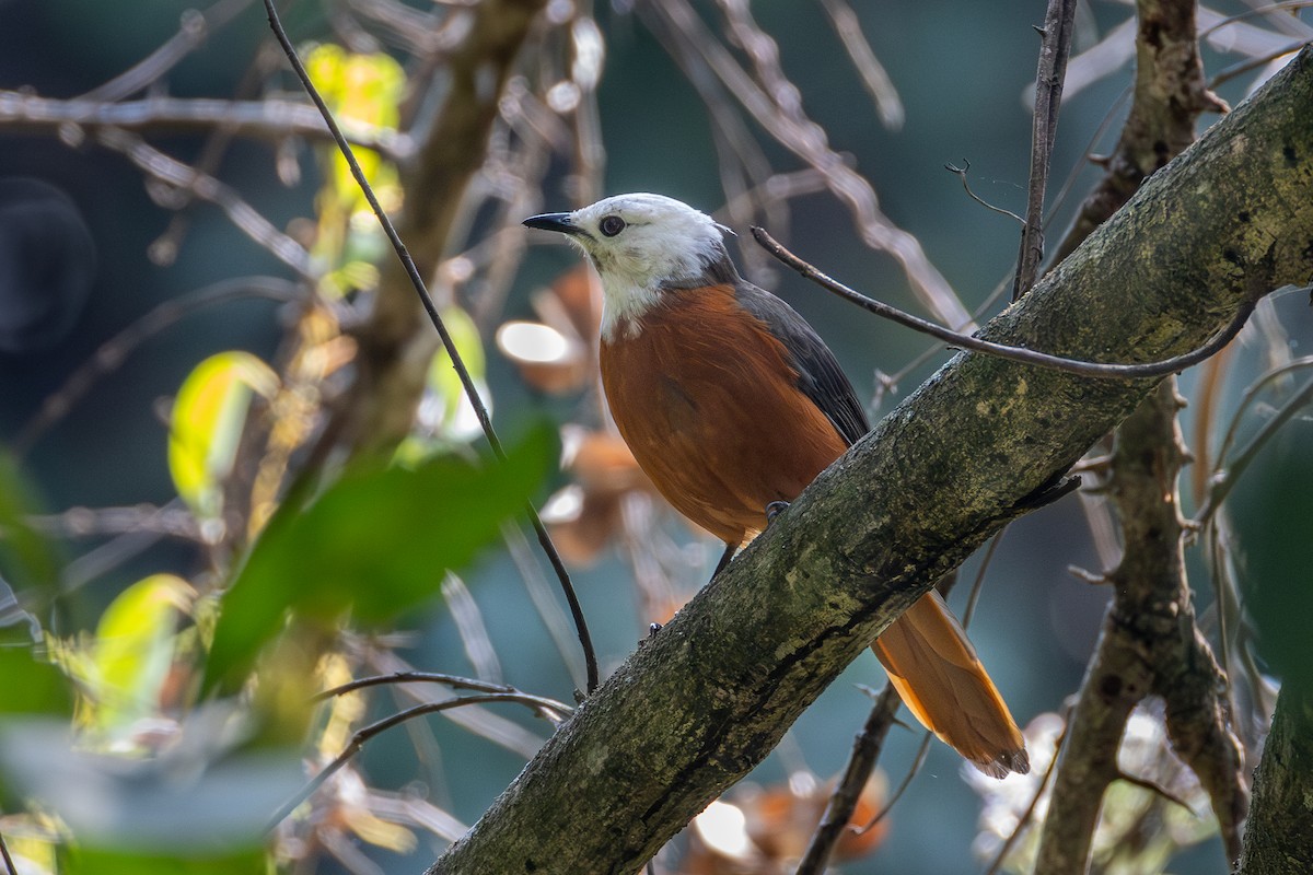 White-headed Robin-Chat - ML639505843