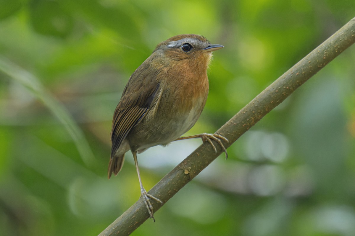 Rufous Gnateater - ML639505845