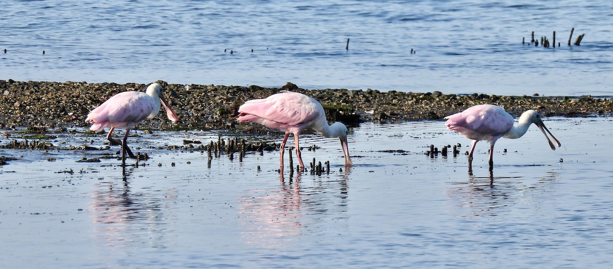 Roseate Spoonbill - ML639505850