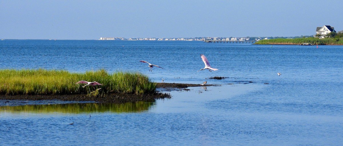 Roseate Spoonbill - ML639505851