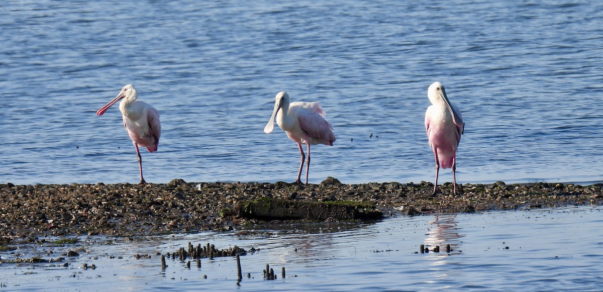 Roseate Spoonbill - ML639505852