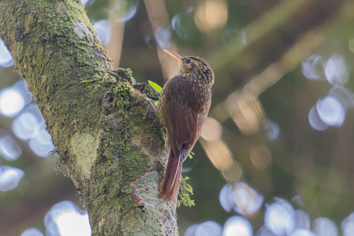 Lesser Woodcreeper - ML639505853