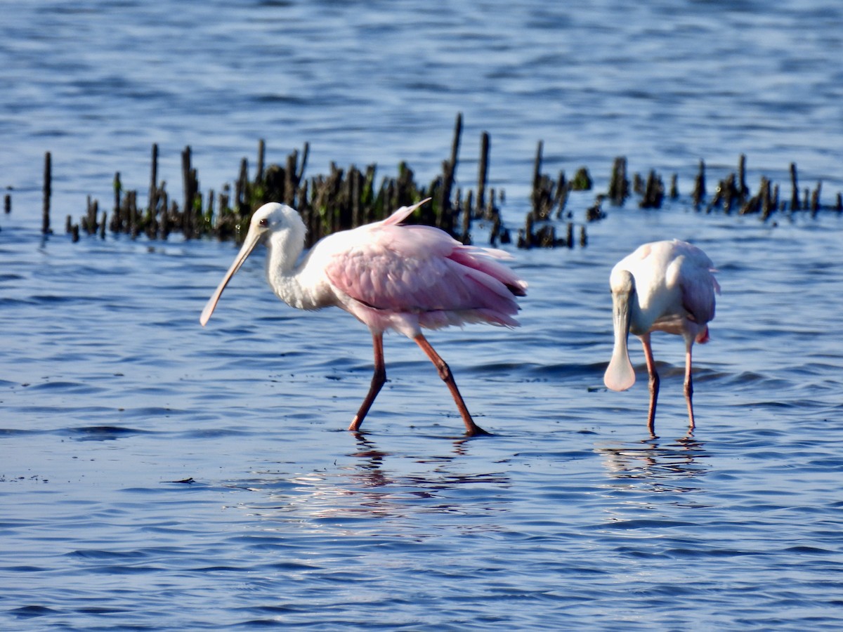 Roseate Spoonbill - ML639505854