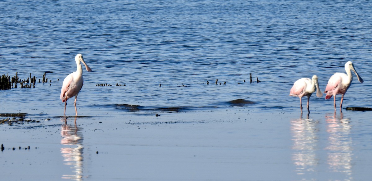 Roseate Spoonbill - ML639505855