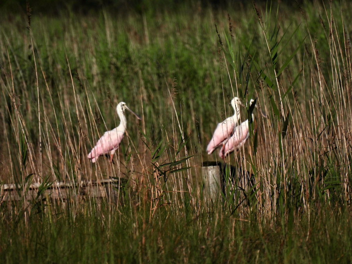 Roseate Spoonbill - ML639505856