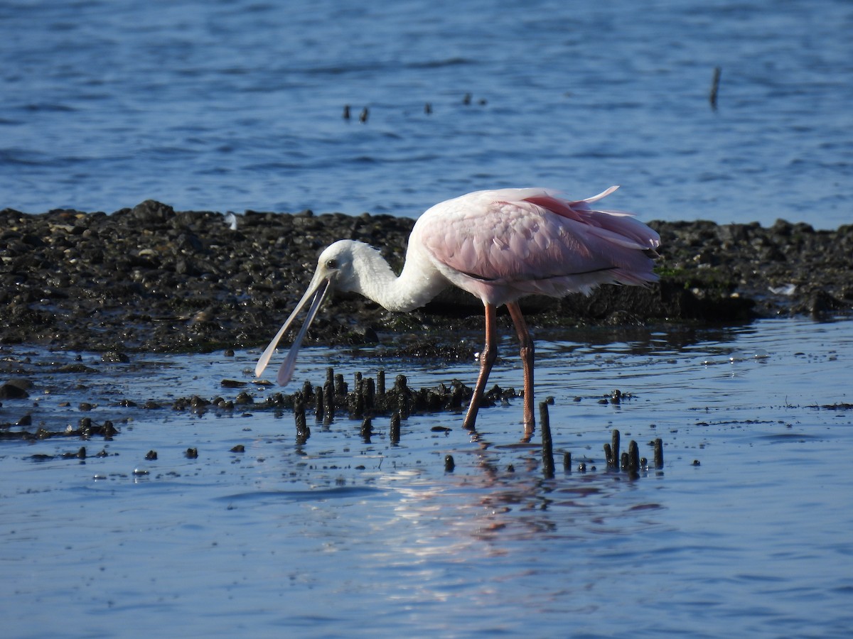 Roseate Spoonbill - ML639505857