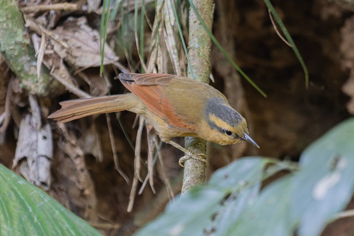 Buff-fronted Foliage-gleaner - ML639505868