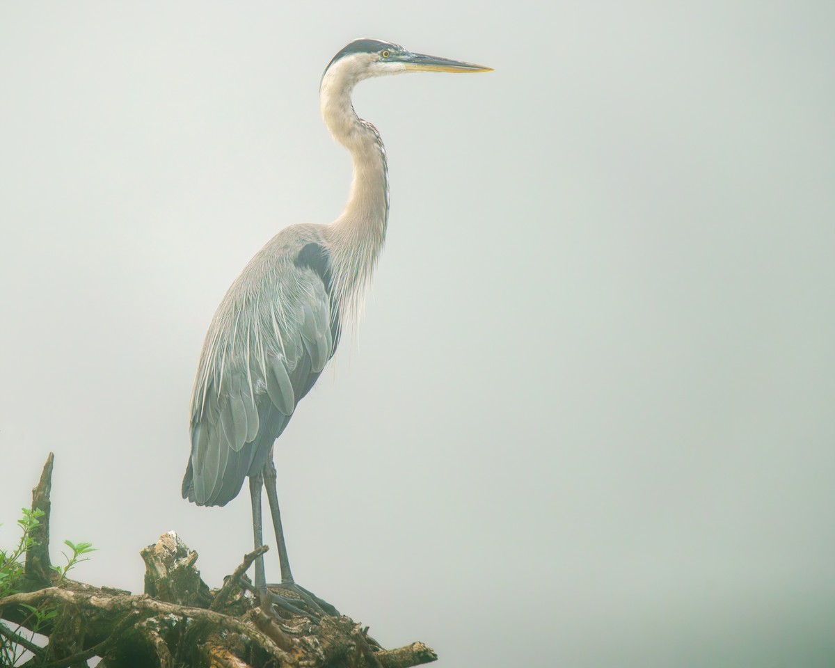 Great Blue Heron - ML639505875