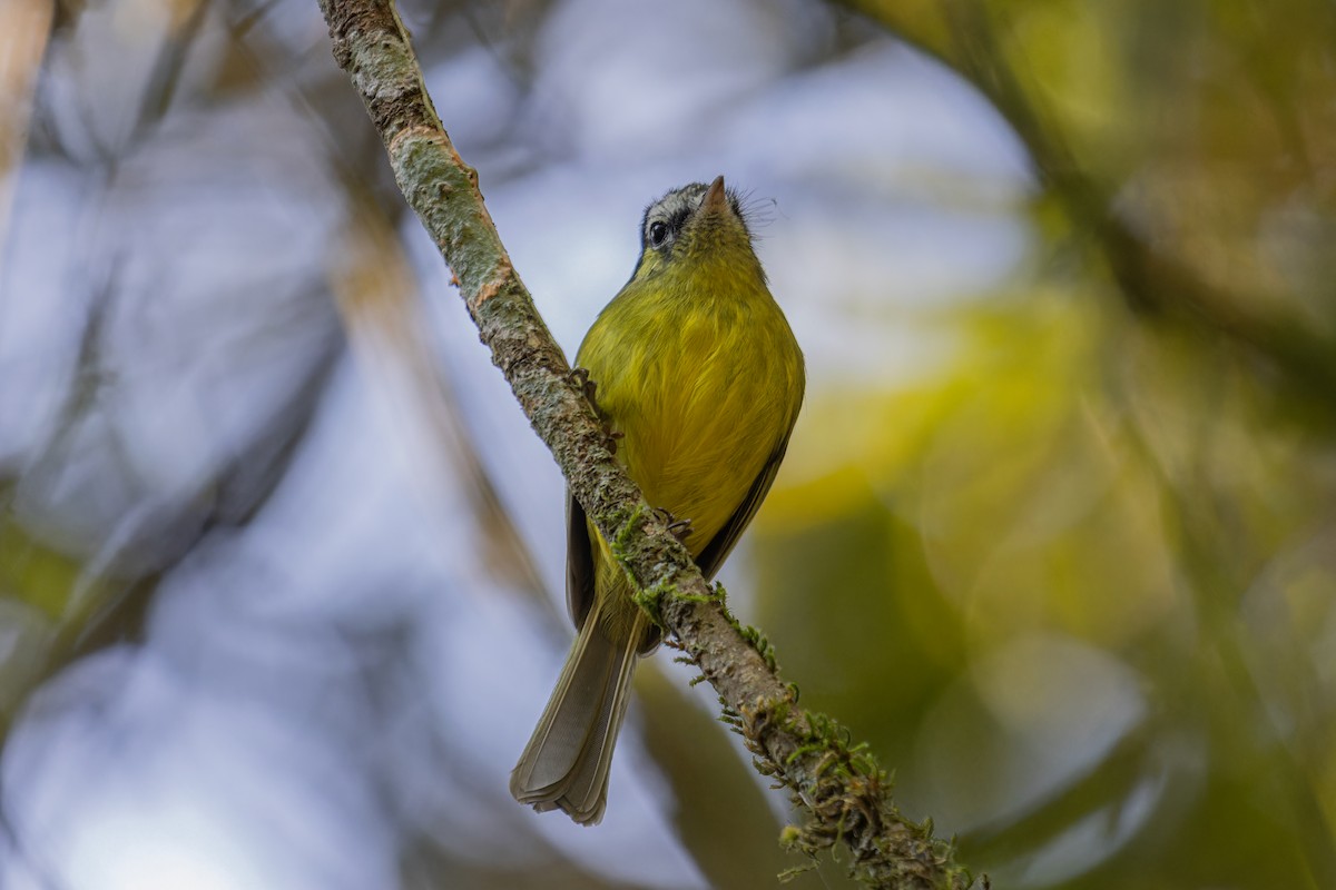 Southern Bristle-Tyrant - ML639505881