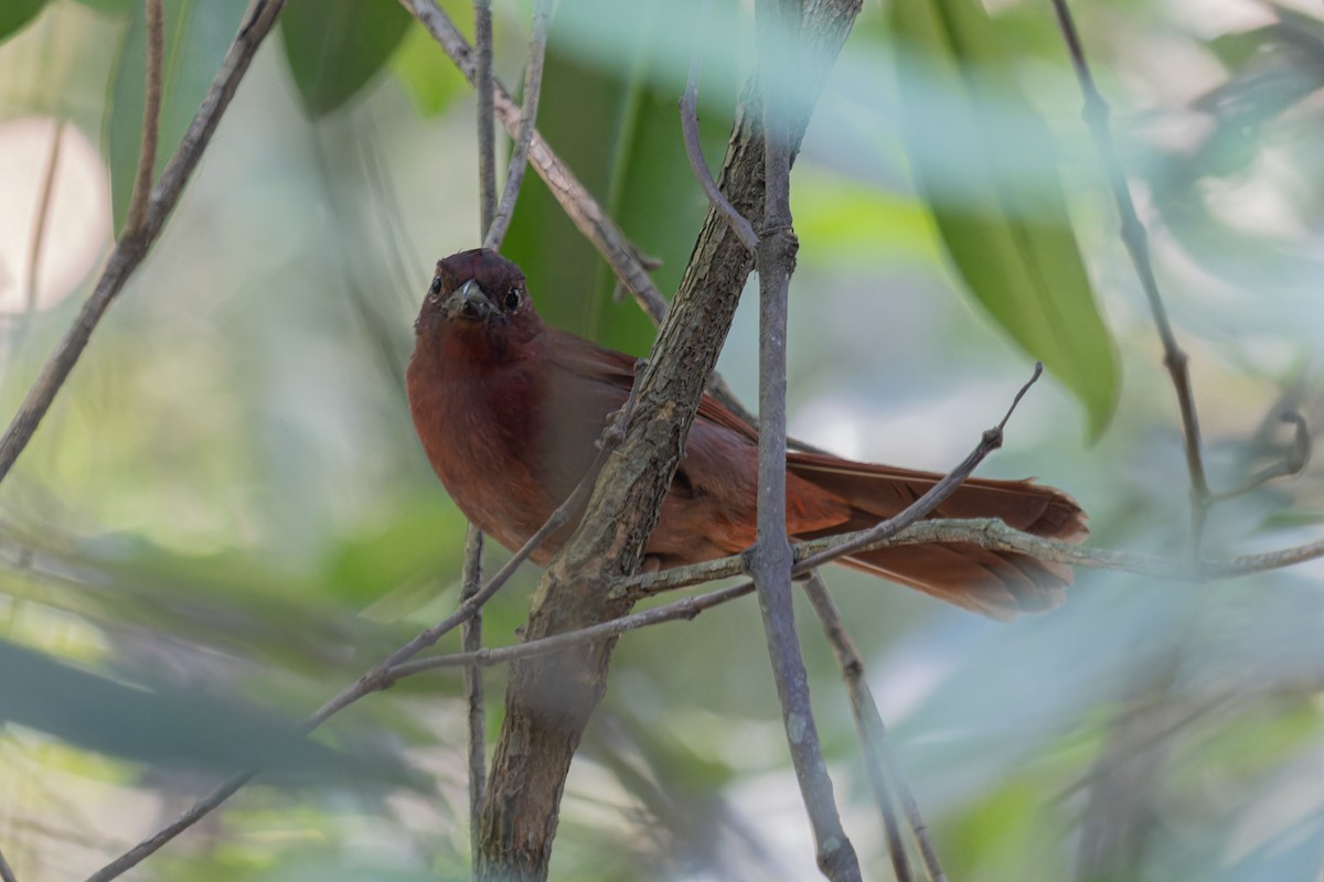 Red-crowned Ant-Tanager - ML639505889