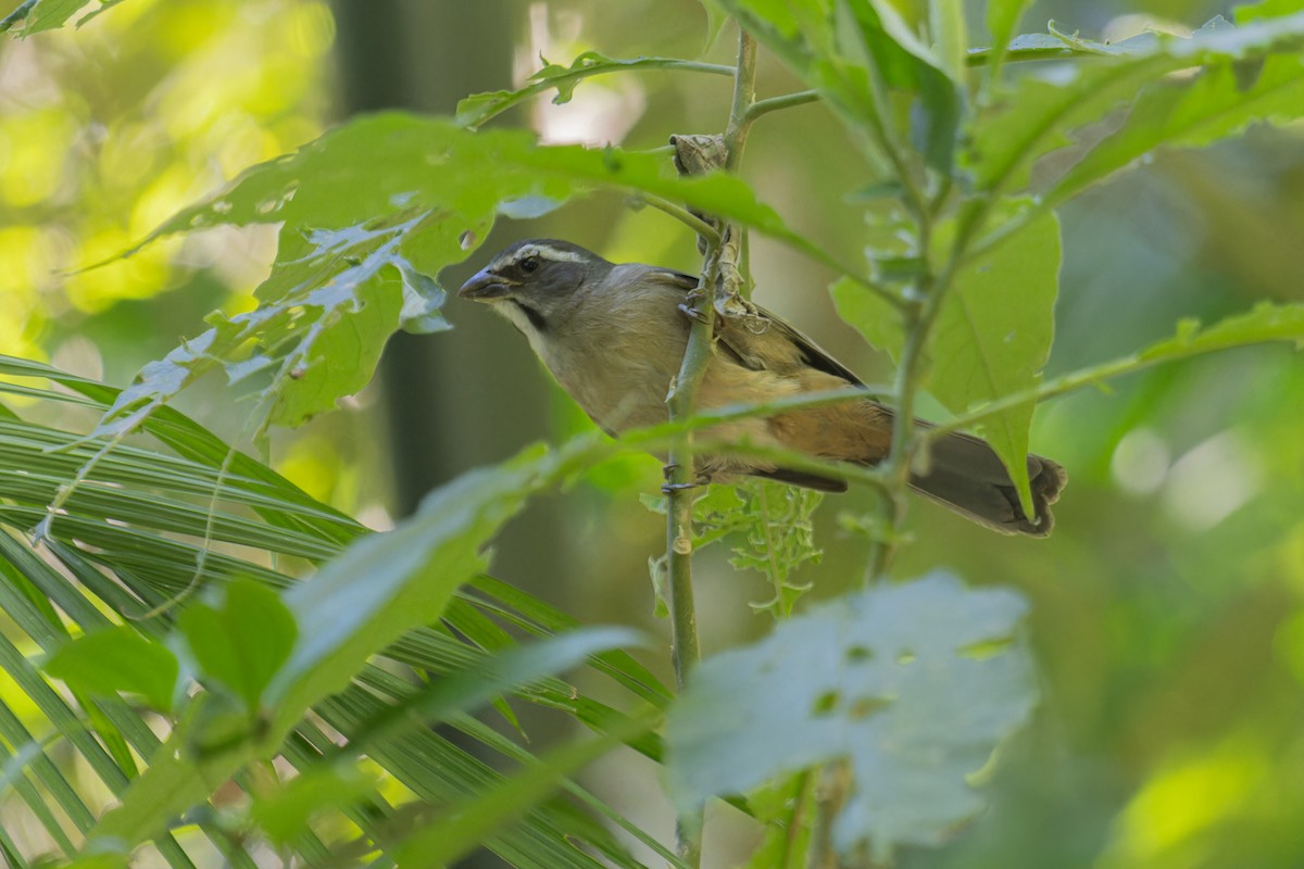 Green-winged Saltator - ML639505896