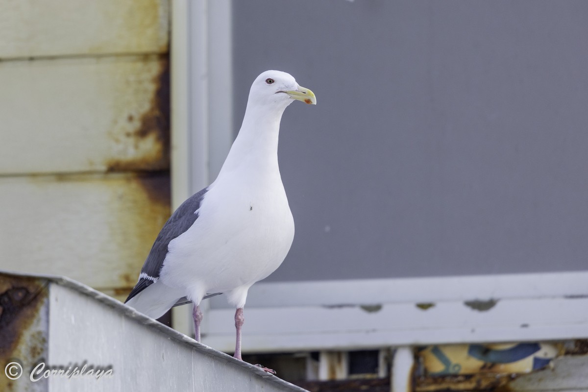 Slaty-backed Gull - ML639506037